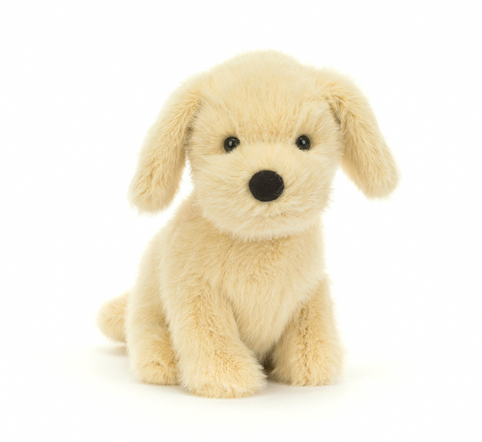 golden puppy