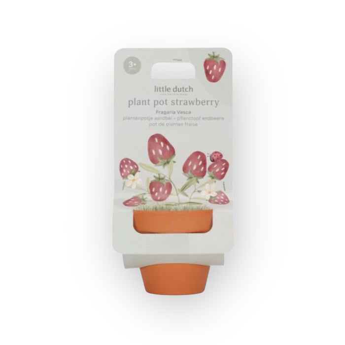 Kit de plantation | Fraise