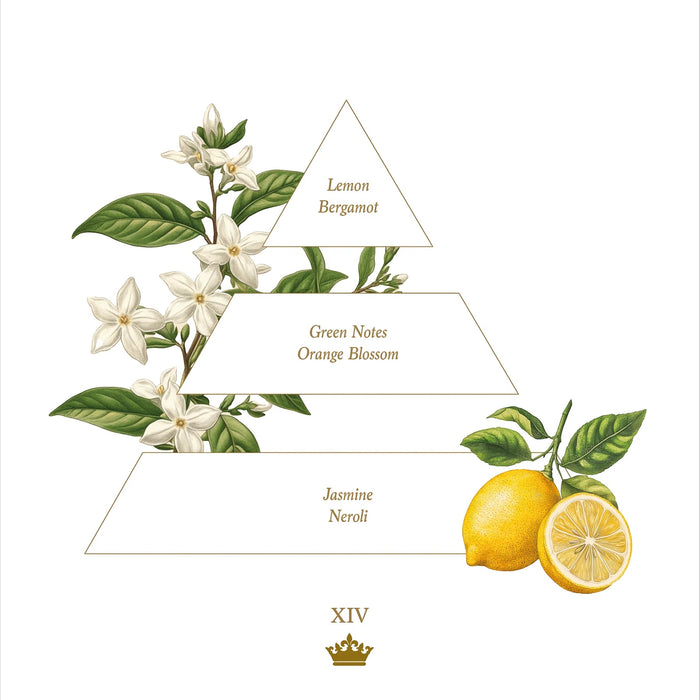 Eclectic XIV candle fragrance pyramid illustration featuring orange blossom, jasmine, lemon, and bergamot botanical art